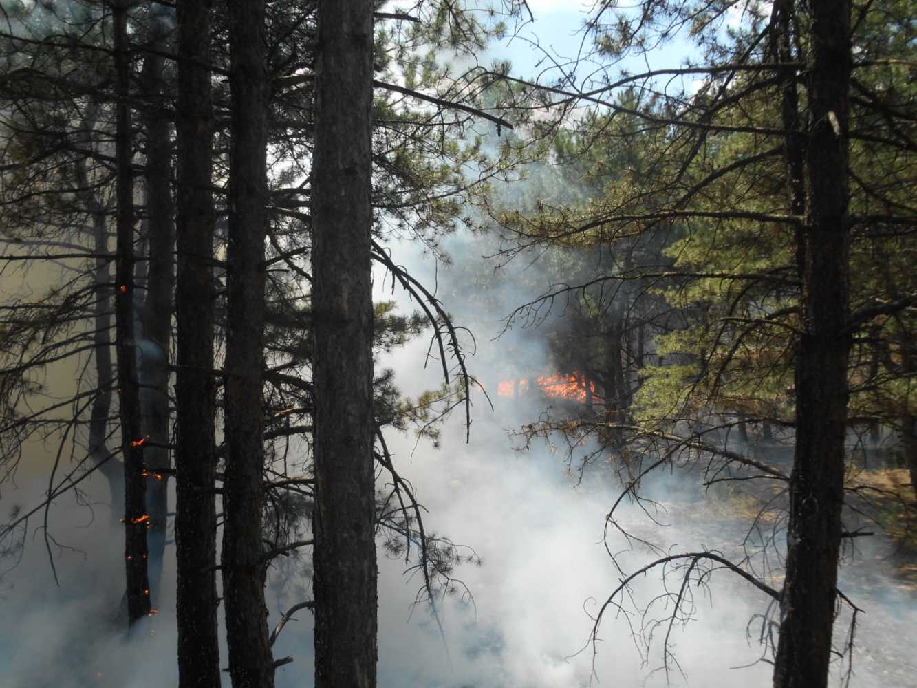 Новокаховські рятувальники ліквідували 2 пожежі в екосистемах, з яких 1 лісова
